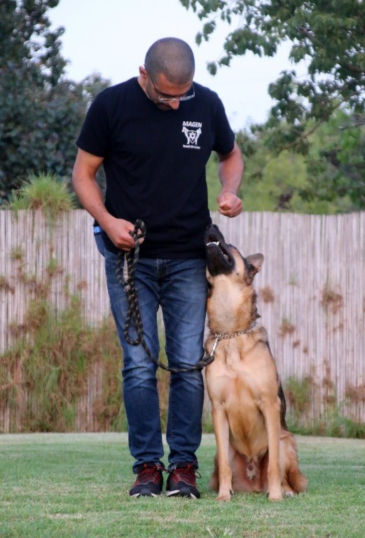 Dr. Yaniv Salem training a German Shepherd