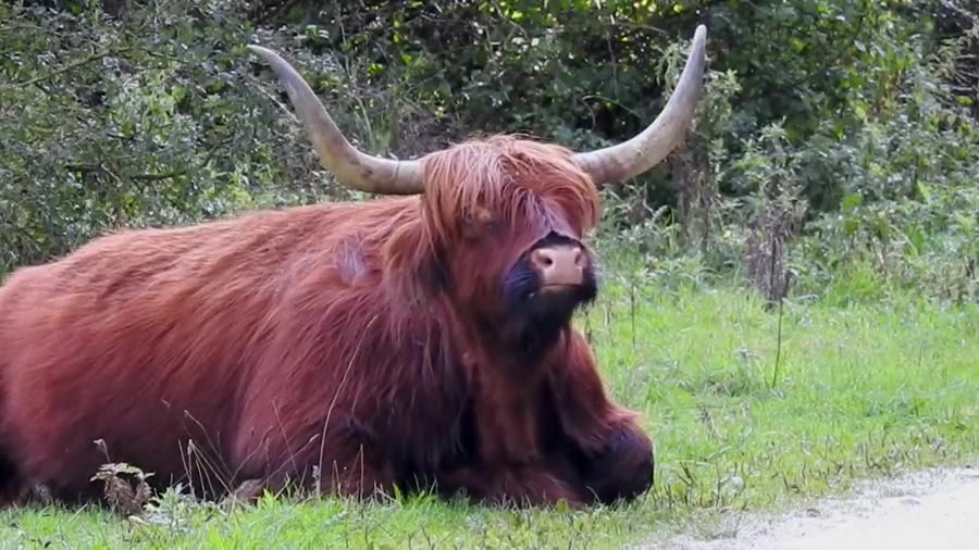 Cattle
