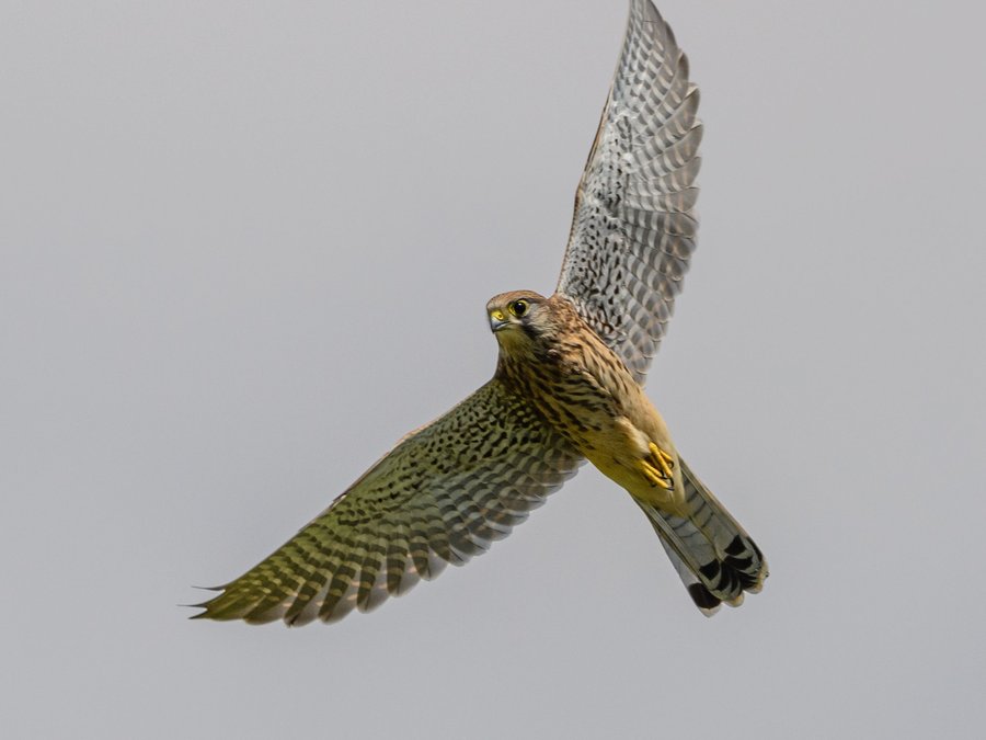 Falcon