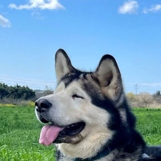Alaskan Malamute