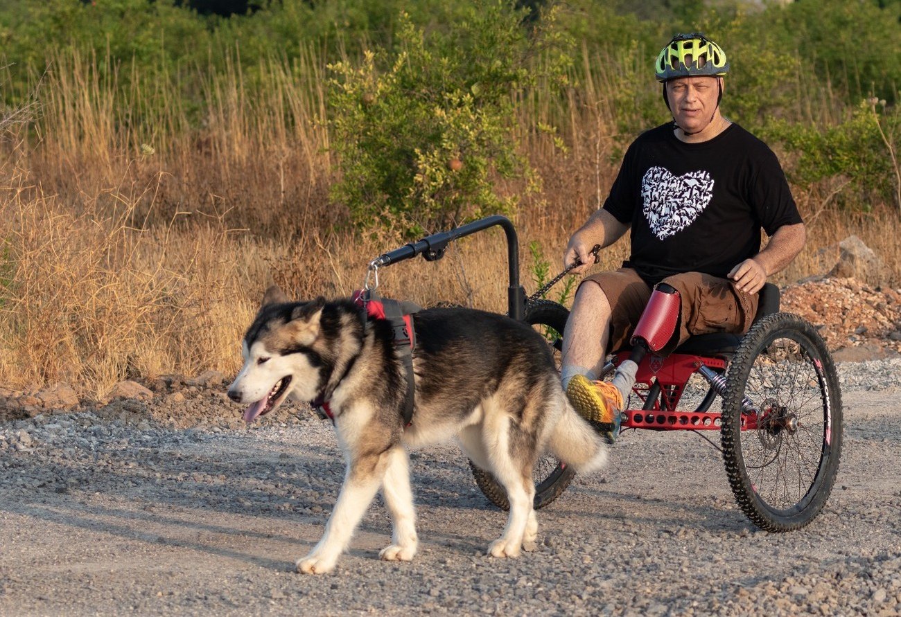 Alaskan Malamutes pulling a rig
