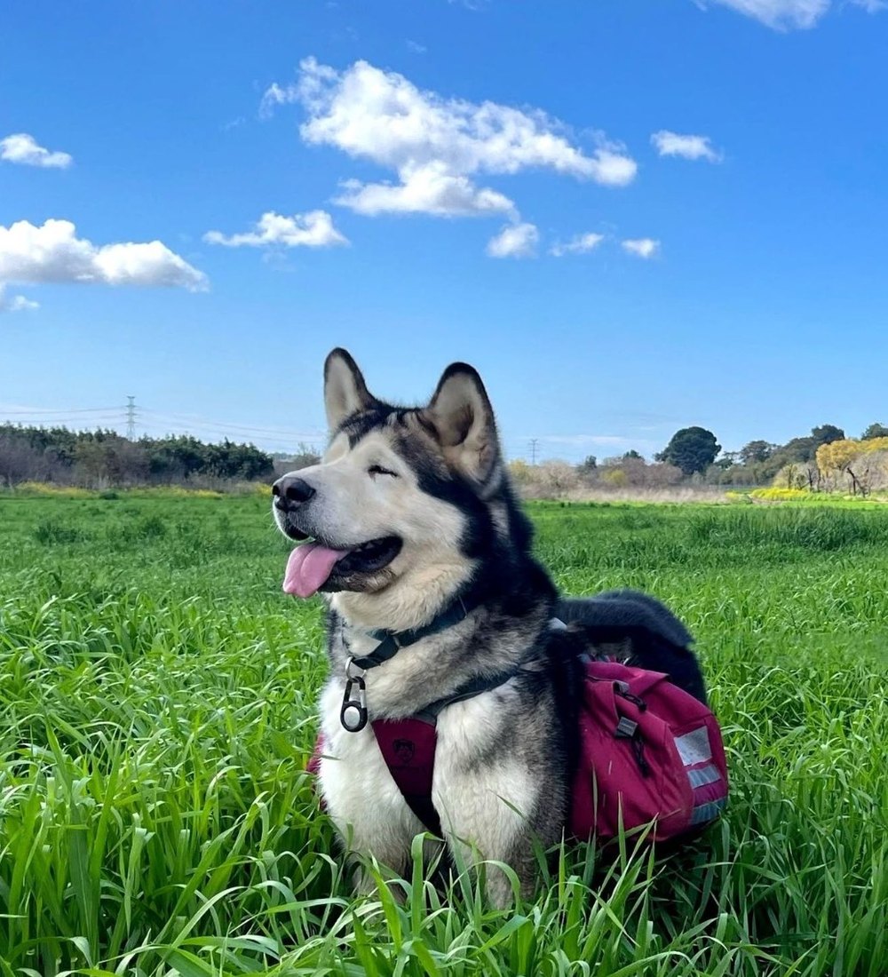 Alaskan Malamute