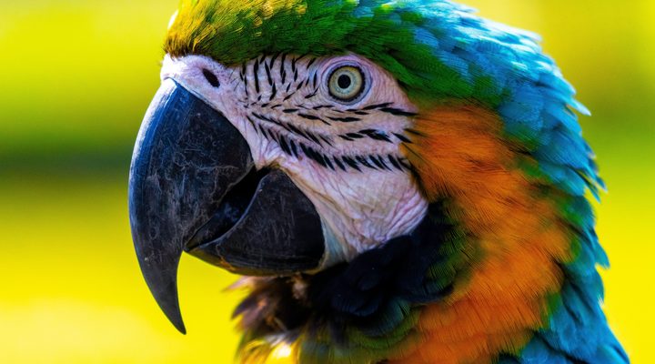 Parrot