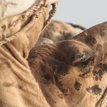 Camel