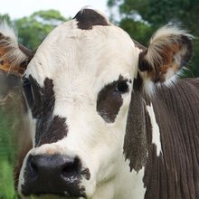 Cattle