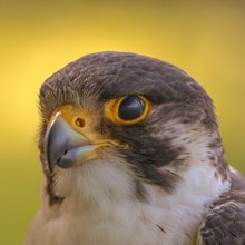Falcon