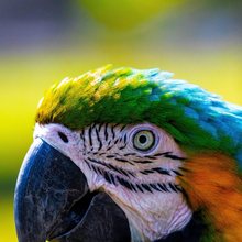 Parrot