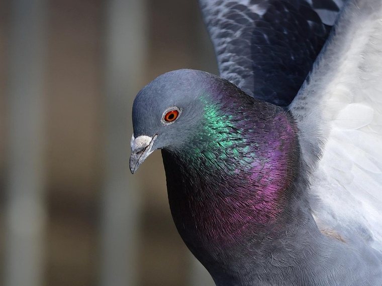 Racing pigeon
