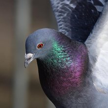Pigeon