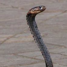 Reptile